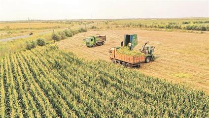 金秋沃野奏響豐收之歌——兵團秋收工作全面展開，畜牧漁業飼料銷售迎來旺季